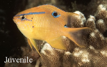  Neoglyphidodon polyacanthus (Multispine Damselfish)